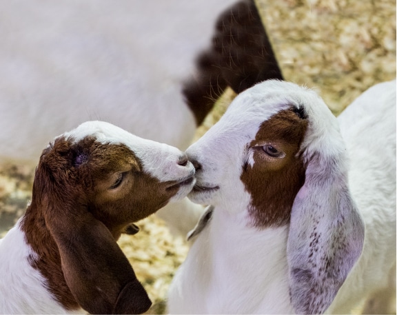 baby goats at petting zoo