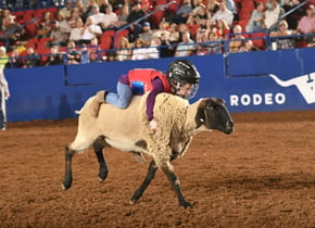 mutton bustin kid riding sheep