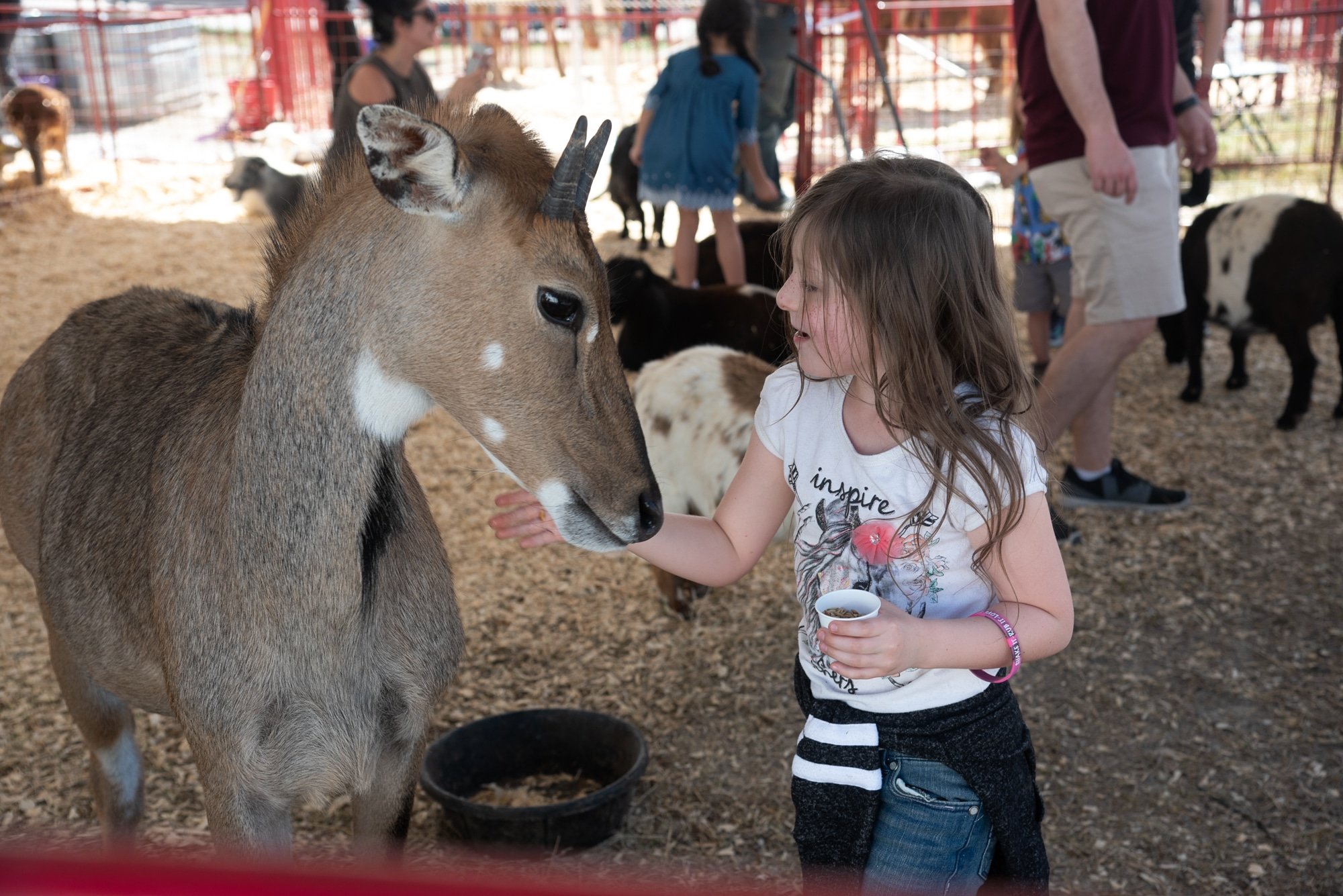 Petting Zoo little girl with deer