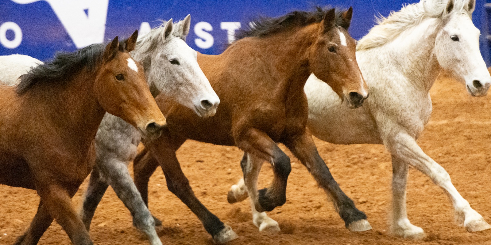 Rodeo Austin horses in arena