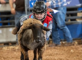 Rodeo Austin mutton bustin kid riding sheep