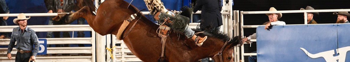 Rodeo Austin saddle bronc contestant on a bucking horse