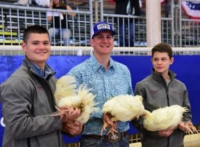 Poultry exhibitors