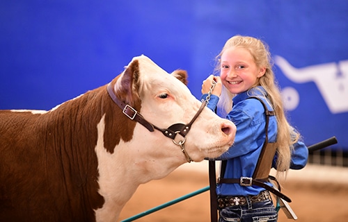 girl smiling while showing her heifer in competition