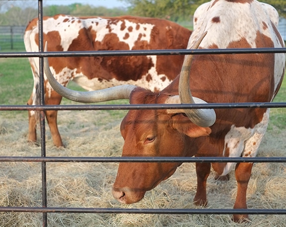 longhorn cattle grazing