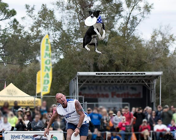 Dog catches frisbee high in the air above trainer's head.