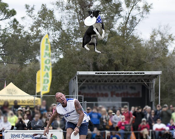 Dog catches frisbee high in the air above trainer's head.